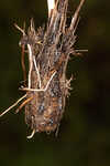 Fringed yellow star-grass